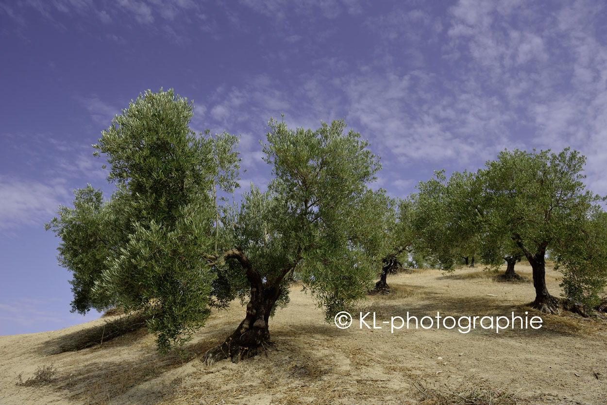 olivenhain bei cortijo de la sierrezuela, cordoba