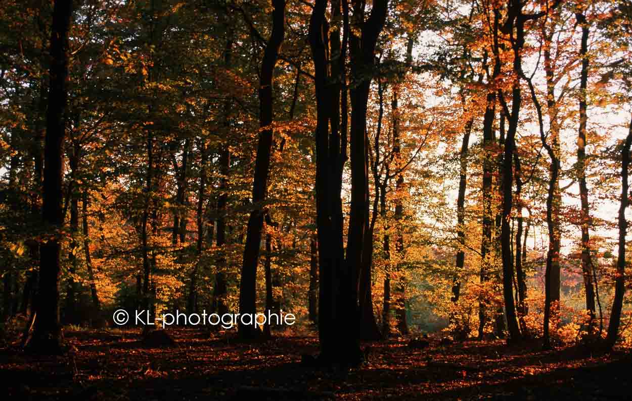 wald bei langenhain