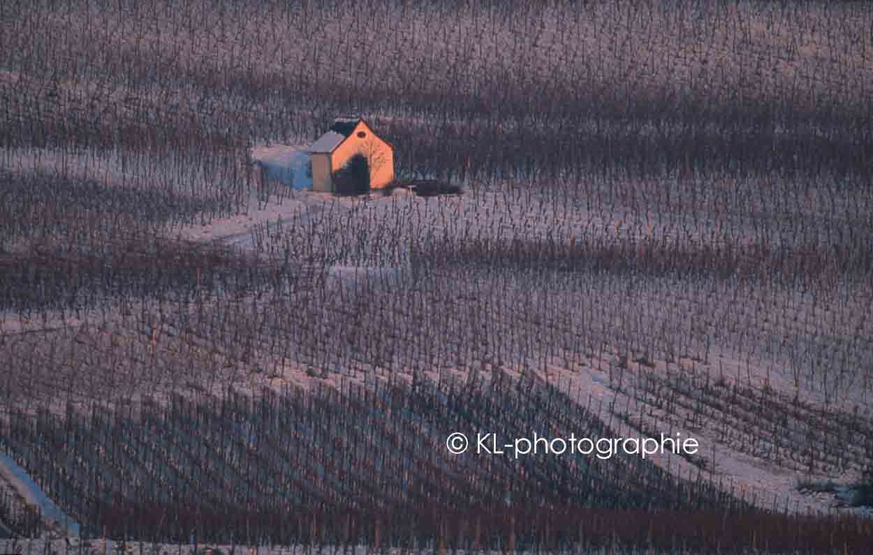 weinberg bei eltville