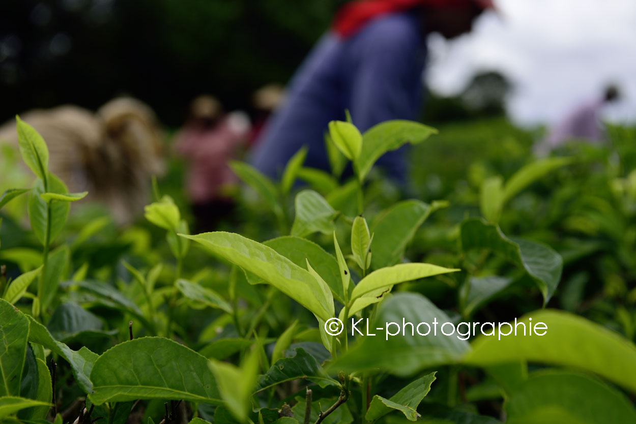 teeplantage bois cherie, mauritius