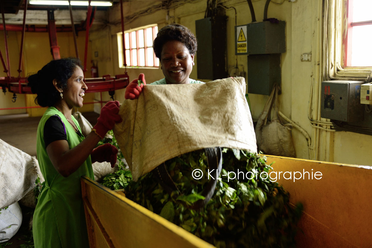 teeplantage bois cherie, mauritius