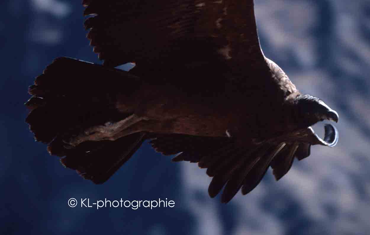junger condor im colca canyon