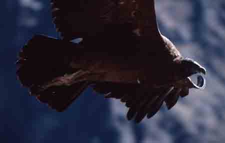 condor