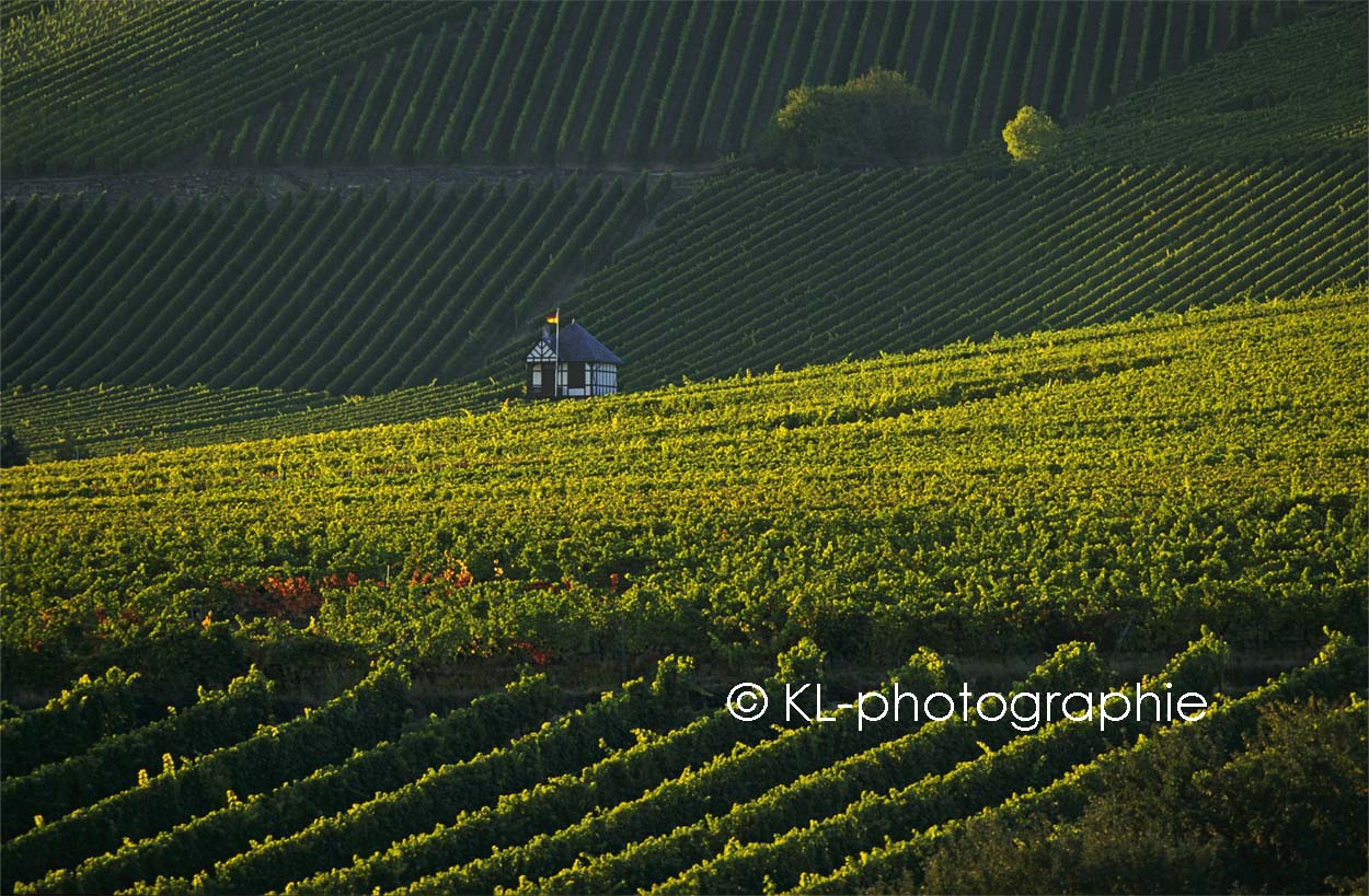 weinberge an der staatsdomäne rauenthal, eltville